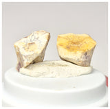 1569 - Set of 2 Rare Ouranosaurus Basal Hadrosaurid Dinosaur Teeth Cretaceous Elrhaz Fm