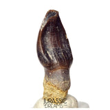 J523 - Top Rare Eusauropoda indet cf Bothriospondylus madagascariensis Sauropod Dinosaur Tooth - Middle Jurassic