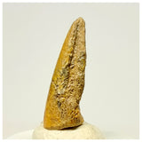 1349 - Rare Juvenile Suchomimus tenerensis Dinosaur Foot Claw Lower Cretaceous Elrhaz Fm