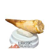 S231 - Large Rooted Spinosaurus aegyptiacus Dinosaur Tooth - Cretaceous KemKem Beds