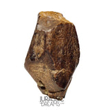 J490 - Large Edmontosaurus Hadrosaurid "duck-billed" Ornithopod Dinosaur Tooth - Lance Creek Fm