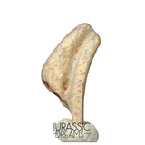 J118 - Top Rare Ornithocheirid Pterosaur Claw - Lower Cretaceous Elrhaz Fm