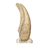 J410 - Museum Grade Ornithocheirid Pterosaur Claw - Lower Cretaceous Elrhaz Fm