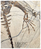 S49 - Superb Top Quality Keichousaurus hui Early Triassic Marine Reptile