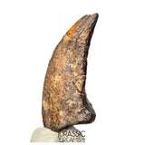 S520 - Museum Grade Rare Abelisaurid Dinosaur (cf Kryptops) Foot Claw - Elrhaz Fm