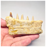 1517 - Museum Grade Juvenile Spinosaurus Dinosaur Right Hemi dentary jaw- Cretaceous KemKem Beds