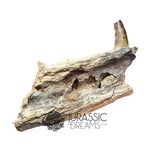 20017 - Unusual Suchomimus tenerensis Spinosaurid Dinosaur Left Hemi dentary IN CATAWIKI AUCTION NOW