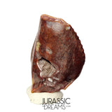 S481 - Exceedingly Rare Iguanodontian (cf Elrhazosaurus or Lurdusaurus) Dinosaur Tooth - Lower Cretaceous