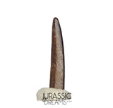 S414 - Top Pristine Nigersaurus taqueti Rebbachisaurid Sauropod Dinosaur Tooth