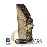 J326 - "MONEGROS" Rare Historical Spanish Meteorite - 5,27g Thick Crusted Slice - Ordinary Chondrite L5