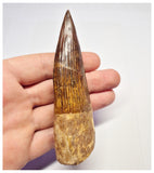 1367 - Huge Spinosaurus aegyptiacus Dinosaur Tooth - Cretaceous KemKem Beds