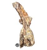 20189 - Rare Huge Jurassic Megalosaurid Theropod Dinosaur Dorsal Vertebra Bone