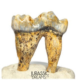 S341 - Gem Grade Ice Age Cave Bear (Ursus spelaeus) Lower Dentary Molar Tooth (M1)