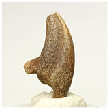 1351 - Rare Unidentified Theropod Dinosaur Manus Claw Lower Cretaceous Elrhaz Fm