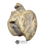 20235 - Huge Atlasaurus imelakei Sauropod Vertebra Bone - El Mers Fm