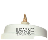 S345 - Exceedingly Rare Paronychodon caperatus (Troodontid Theropod) Dinosaur Tooth - Lance Fm