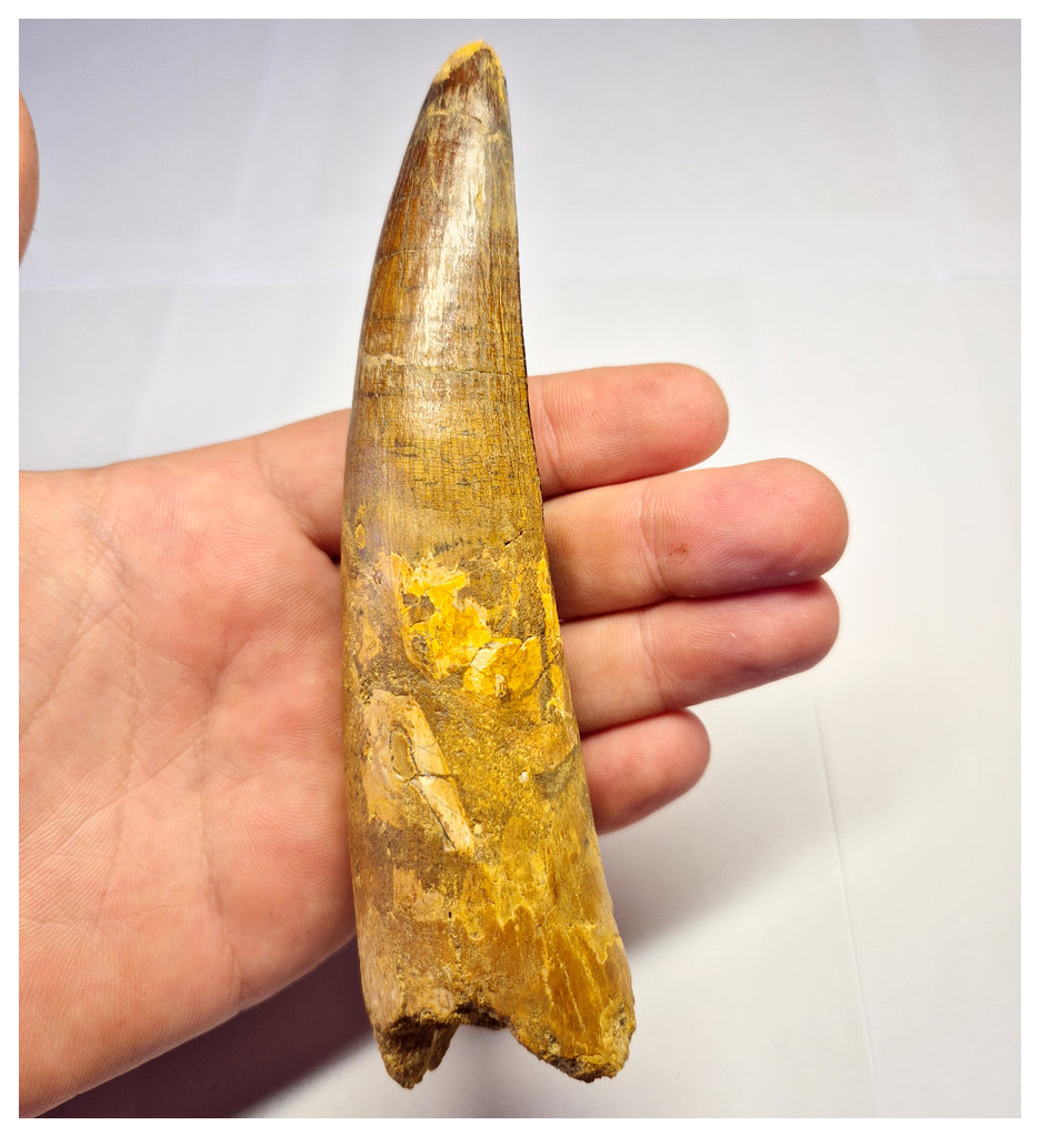 1360 - Huge Spinosaurus aegyptiacus Dinosaur Tooth - Cretaceous KemKem Beds
