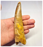 1360 - Huge Spinosaurus aegyptiacus Dinosaur Tooth - Cretaceous KemKem Beds