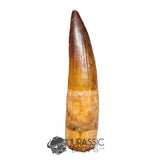 20144 - Nicely Preserved Large Spinosaurus aegyptiacus Dinosaur Tooth