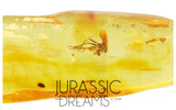 J18 - SUPERB Looking DAGGER FLY Empididae Fossil Inclusion Genuine BALTIC AMBER + HQ Picture