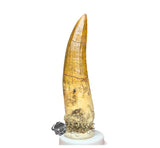 20028 - Nicely Preserved Large Suchomimus tenerensis Dinosaur Tooth IN CATAWIKI AUCTION NOW