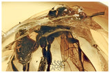 J29 - WASP Ichneumonidae Fossil Inclusion Genuine BALTIC AMBER + HQ Picture