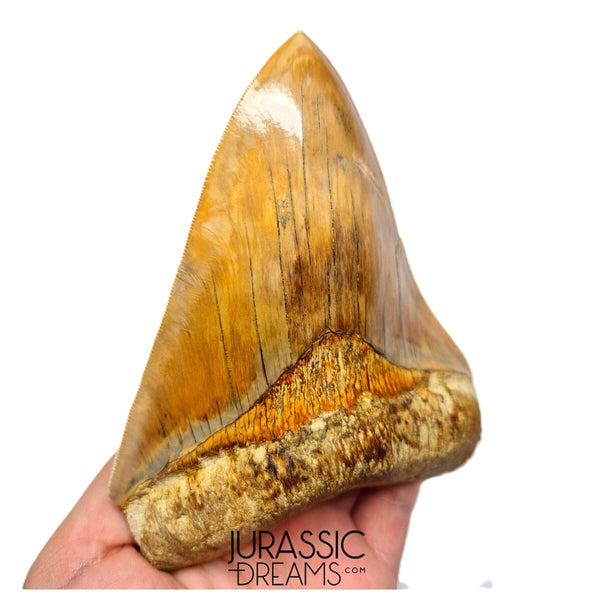 J496 - Gem Grade Huge Killer Megalodon Tooth from Rare Indonesia