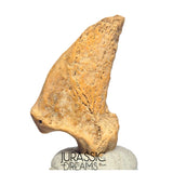 S232 - Amazing Huge Ice Age Cave Bear (Ursus spelaeus) Claw - Upper Pleistocene
