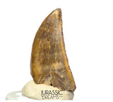 S263 - Large Nicely Preserved Majungasaurus crenatissimus Abelisaurid Dinosaur Tooth