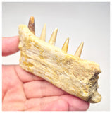 1517 - Museum Grade Juvenile Spinosaurus Dinosaur Right Hemi dentary jaw- Cretaceous KemKem Beds