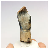 1304 - Top Rooted Jobaria Sauropod Dinosaur Tooth Jurassic Tiouraren Fm