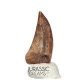 J177 - Top Rare Ornithocheirid Pterosaur Claw - Lower Cretaceous Elrhaz Fm