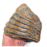 S236 - Nicely Preserved Huge Ice Age Woolly Mammoth (Mammuthus primigenius) Upper Molar Tooth