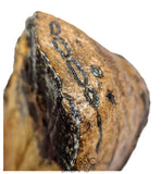 S291 - Nicely Preserved Huge Ice Age Woolly Mammoth (Mammuthus primigenius) Upper Molar Tooth