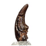 J108 - Top Rare Killer Alvarezsaurid Theropod Dinosaur Manus Claw - Lower Cretaceous Elrhaz Fm