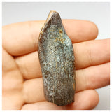 1352 - Huge Jobaria Sauropod Dinosaur Tooth Jurassic Tiouraren Fm