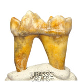 S400 - Gem Grade Ice Age Cave Bear (Ursus spelaeus) Lower Dentary Molar Tooth (M1)