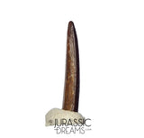 S414 - Top Pristine Nigersaurus taqueti Rebbachisaurid Sauropod Dinosaur Tooth