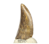 S263 - Large Nicely Preserved Majungasaurus crenatissimus Abelisaurid Dinosaur Tooth