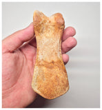 1527 - Museum Grade Spinosaurus aegyptiacus Dinosaur Complete Toe Finger with Claw- KemKem Beds