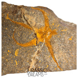 S325 - Nicely Preserved Ordovician Aged Brittle Star (Ophiura sp)