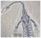 S227 - Large & Nicely Preserved Keichousaurus hui Early Triassic Marine Reptile