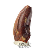 S481 - Exceedingly Rare Iguanodontian (cf Elrhazosaurus or Lurdusaurus) Dinosaur Tooth - Lower Cretaceous