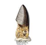 J425 - Tyrannosaur Dinosaur Tooth - Nanotyrannus sp - Late Cretaceous - Hell Creek Fm