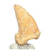 S232 - Amazing Huge Ice Age Cave Bear (Ursus spelaeus) Claw - Upper Pleistocene