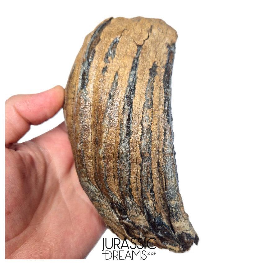 S406 - Nicely Preserved Huge Ice Age Woolly Mammoth (Mammuthus primigenius) Upper Molar Tooth