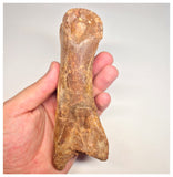 1498 - Museum Grade Spinosaurus aegyptiacus Dinosaur Complete Toe Finger with Claw- KemKem Beds