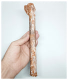 1233- Rare Cretaceous Azhdarchid Pterosaur Metacarpal Bone KemKem Beds