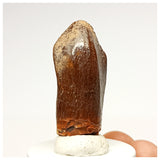 1353 - Huge Jobaria Sauropod Dinosaur Tooth Jurassic Tiouraren Fm