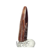 S169 - Top Rare Finest Quality Nigersaurus taqueti (Rebbachisaurid) Sauropod Dinosaur Tooth